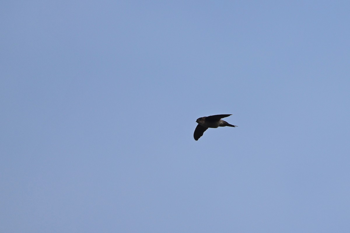 Moluccan Swiftlet - ML647499262