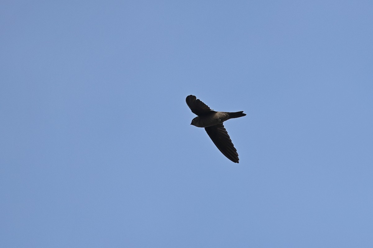 Moluccan Swiftlet - ML647499263