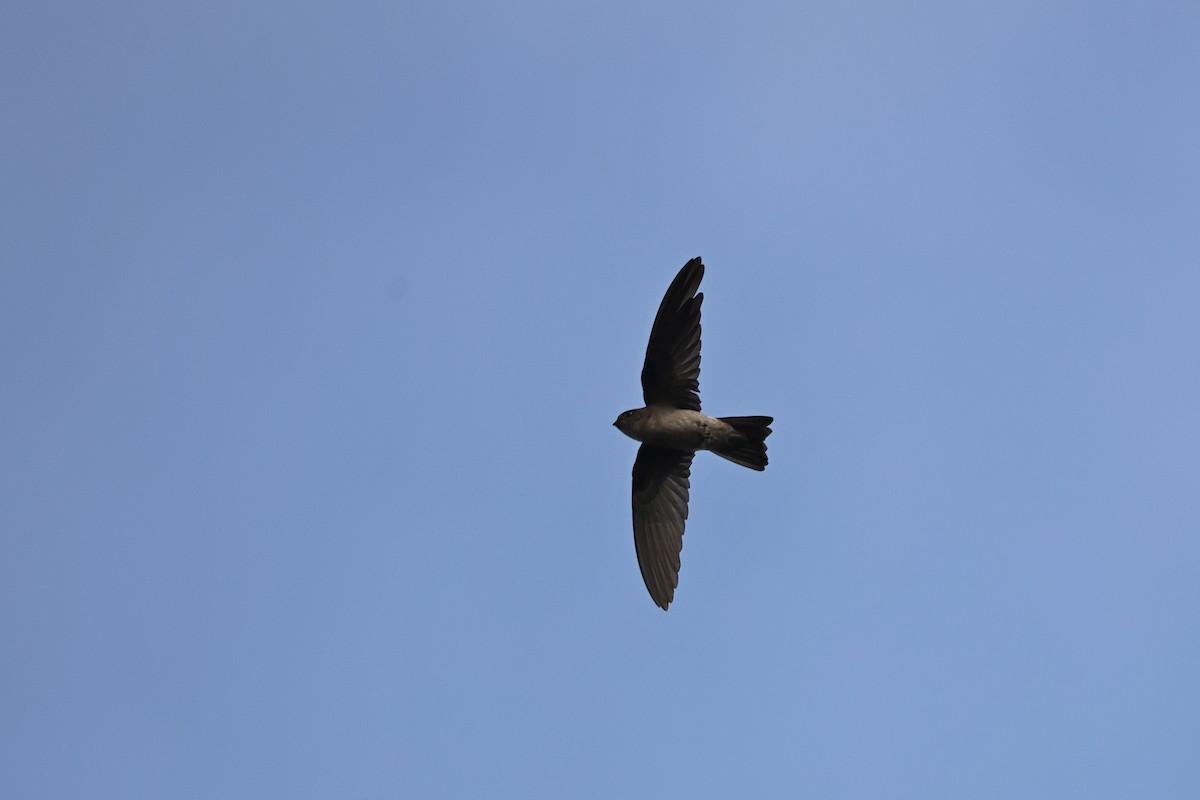Moluccan Swiftlet - ML647499266