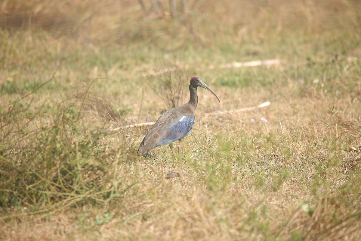 Red-naped Ibis - ML647499269