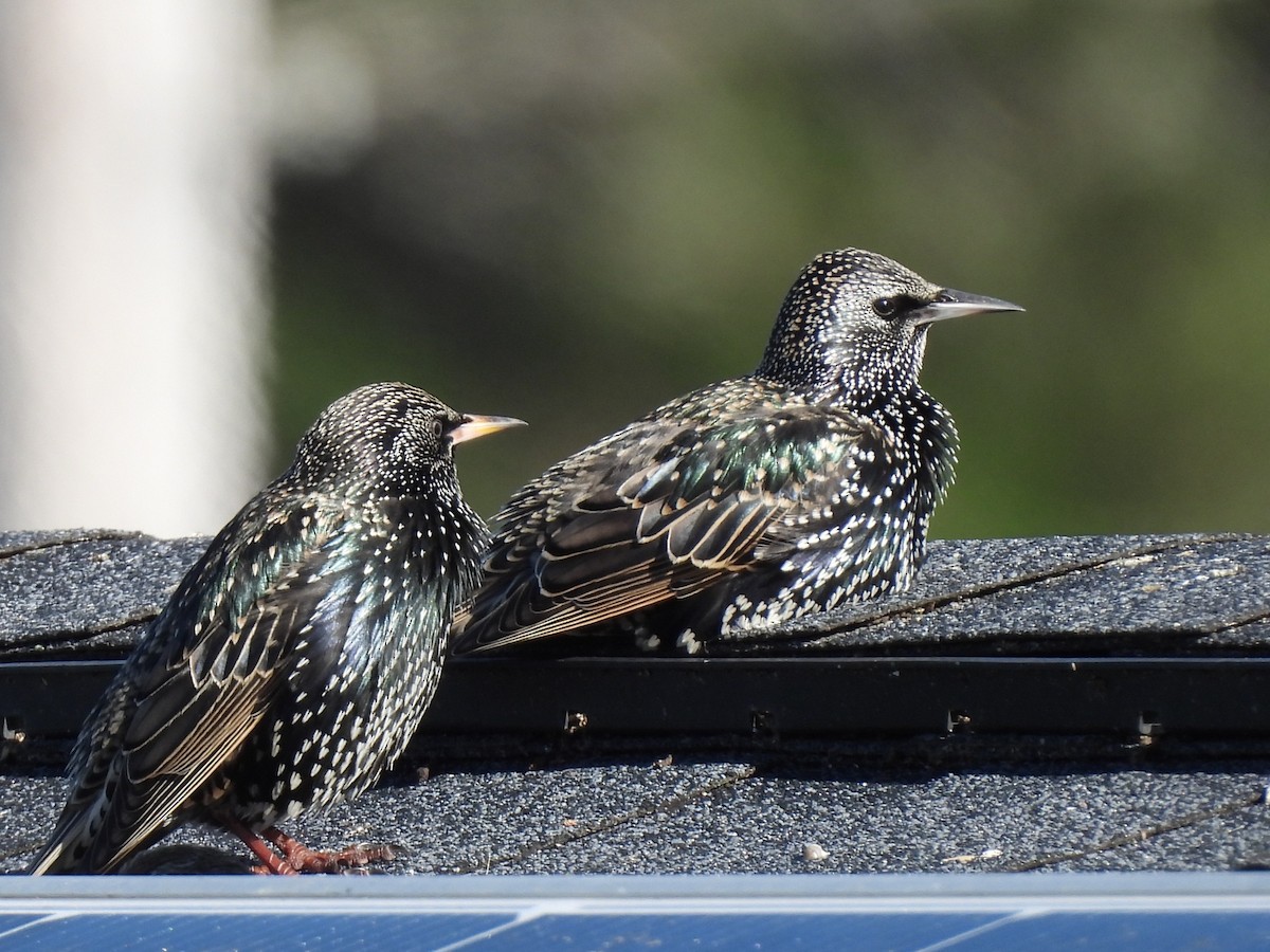 זרזיר מצוי - ML647499271