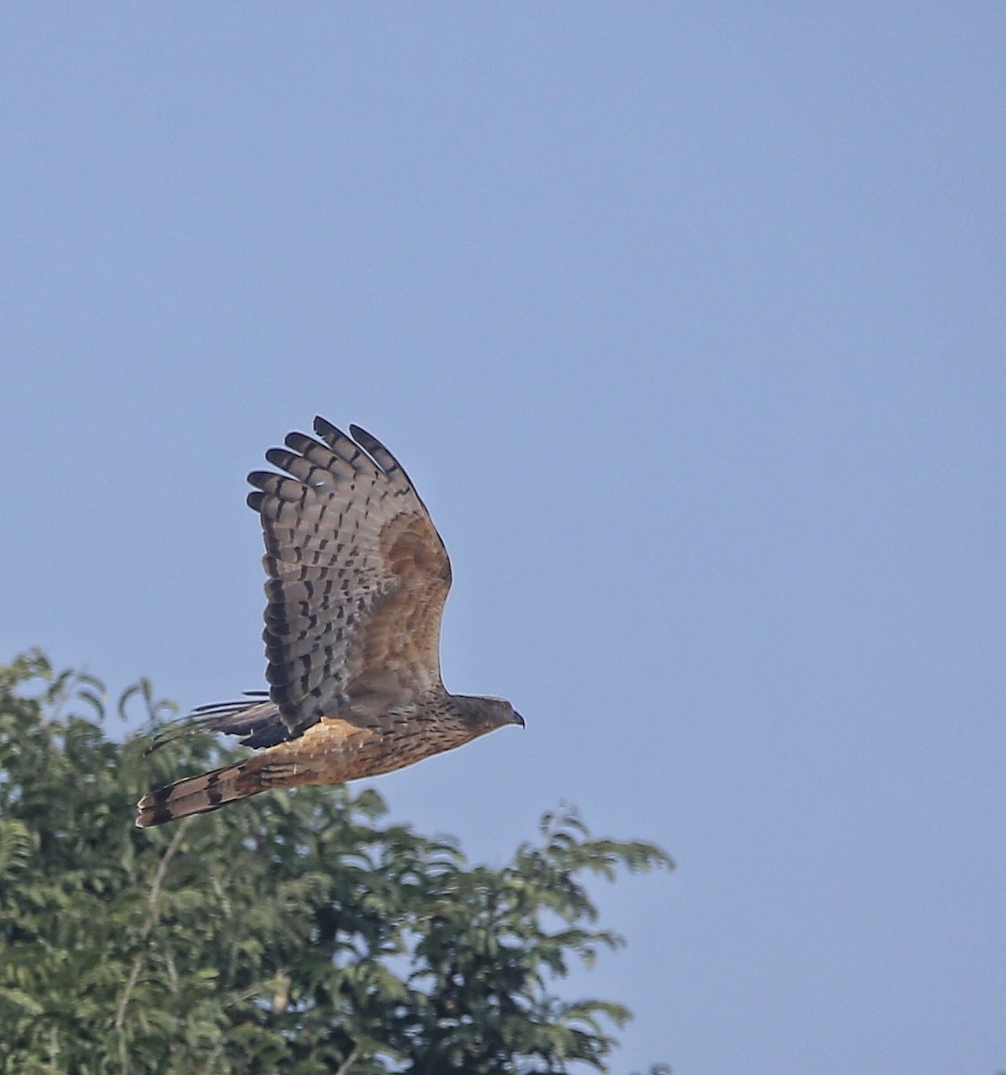 אייה מזרחית - ML647499273