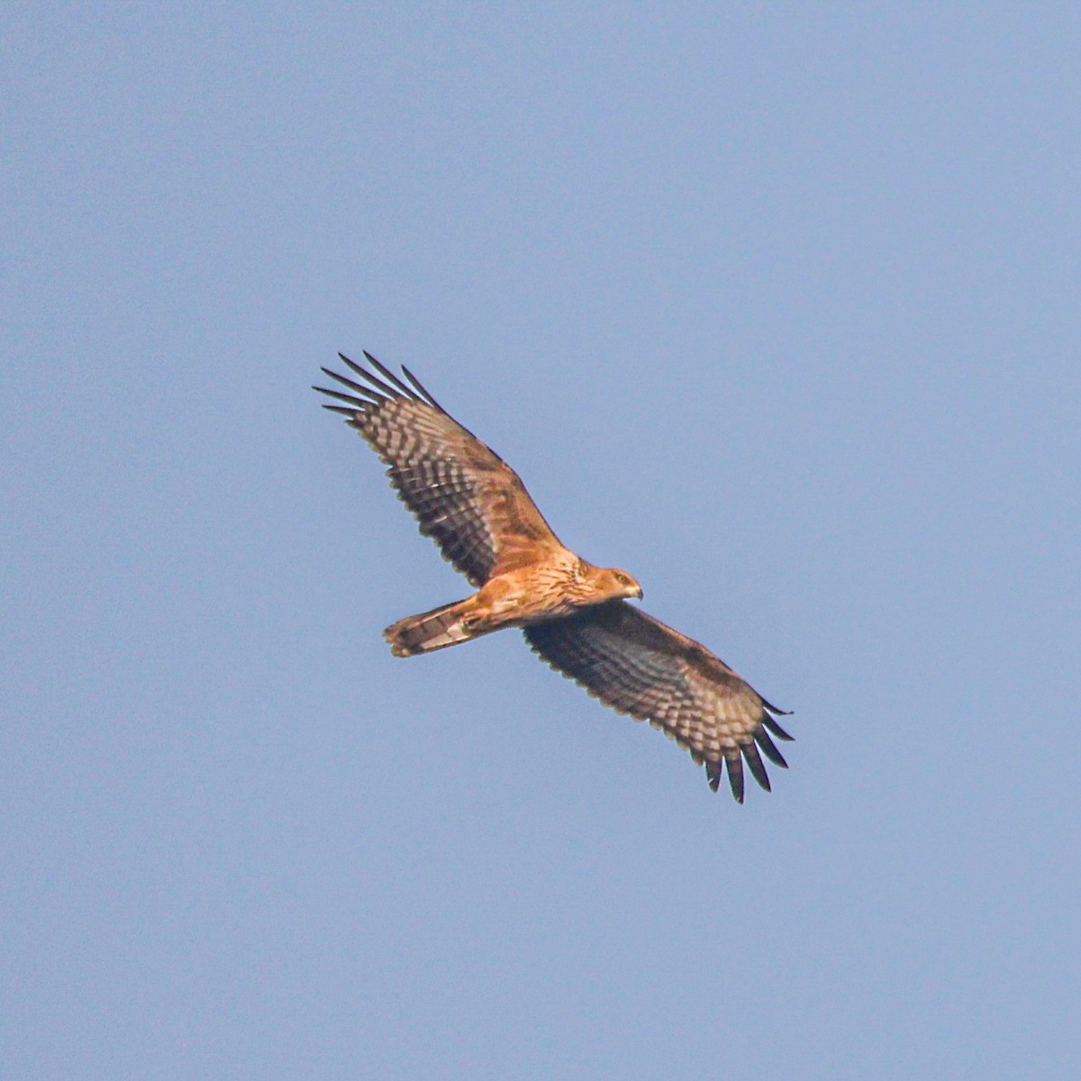 אייה מזרחית - ML647499279