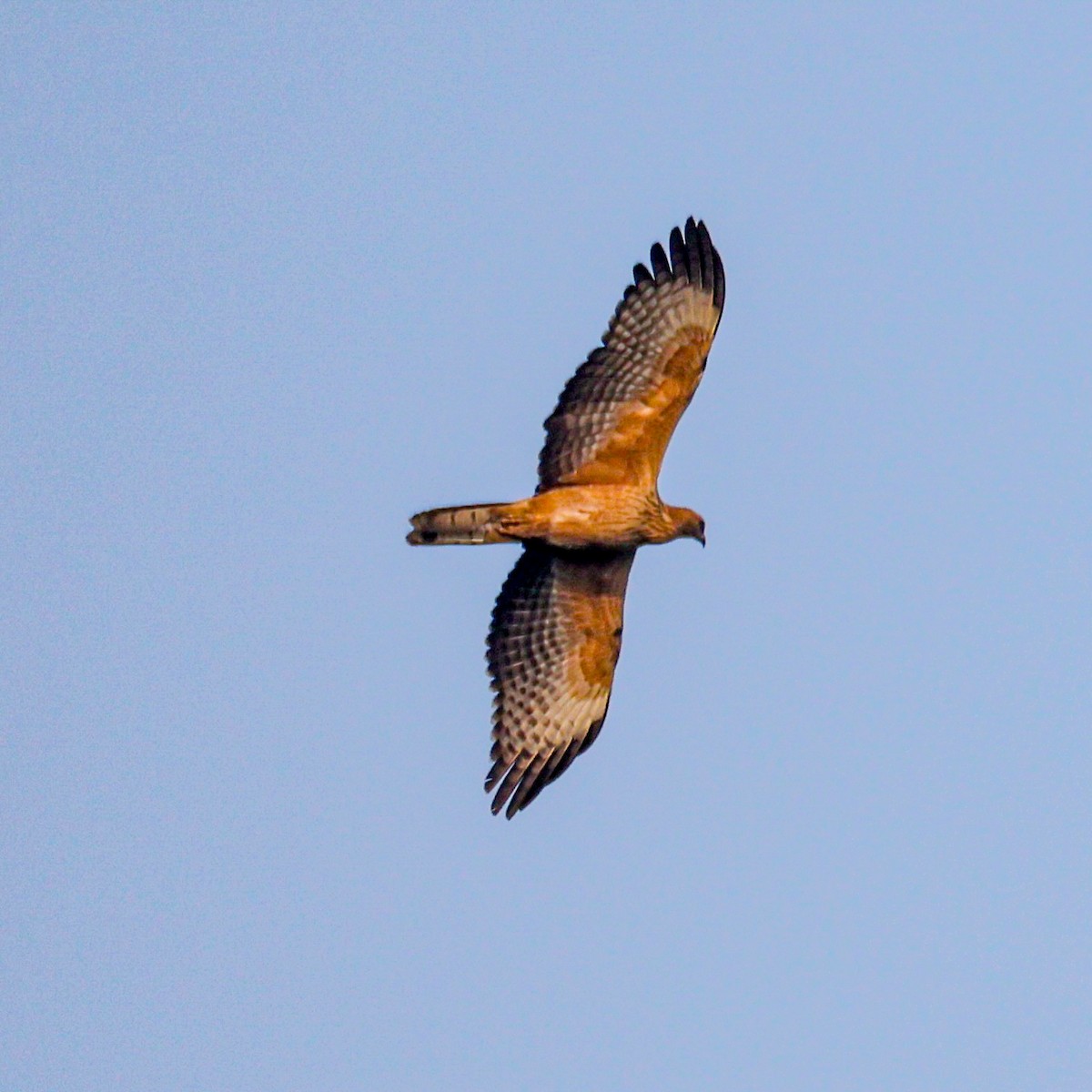אייה מזרחית - ML647499281