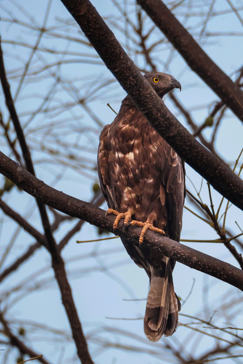 אייה מזרחית - ML647499282