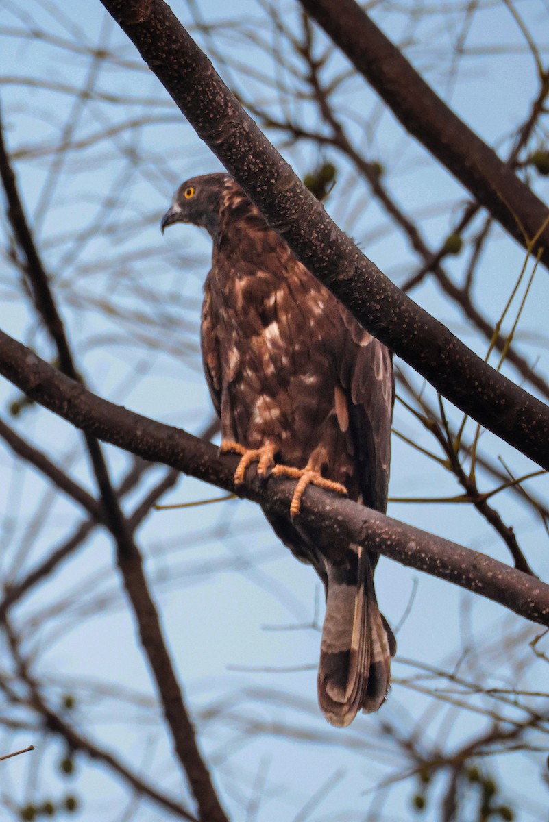 אייה מזרחית - ML647499284