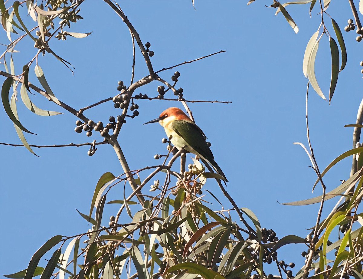 Chestnut-headed Bee-eater - ML647499285
