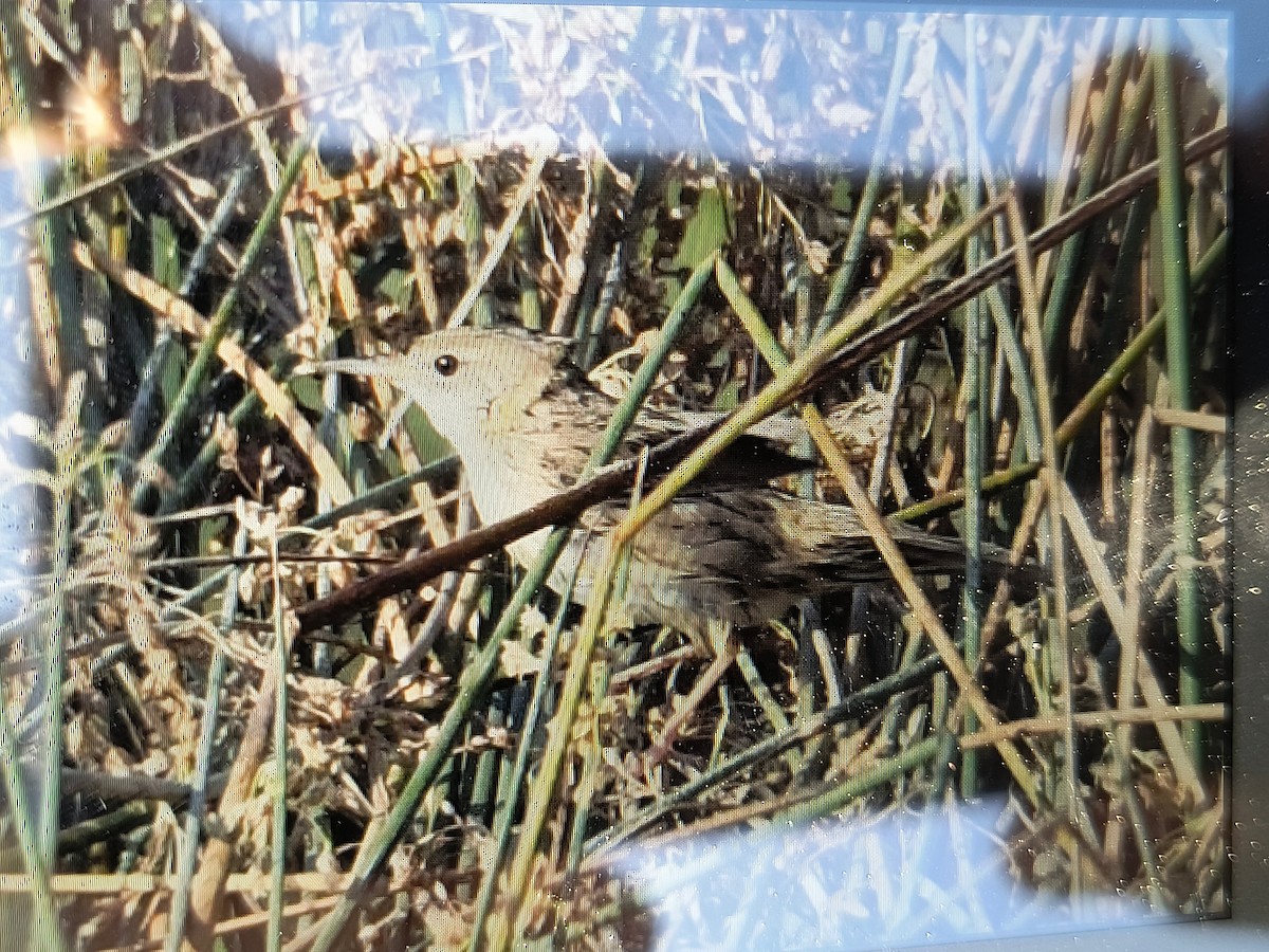 Обыкновенный сверчок - ML647499286