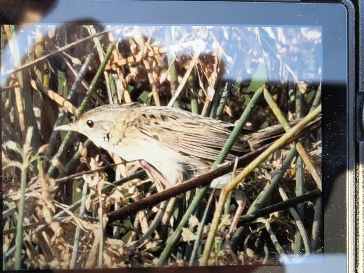 Обыкновенный сверчок - ML647499287