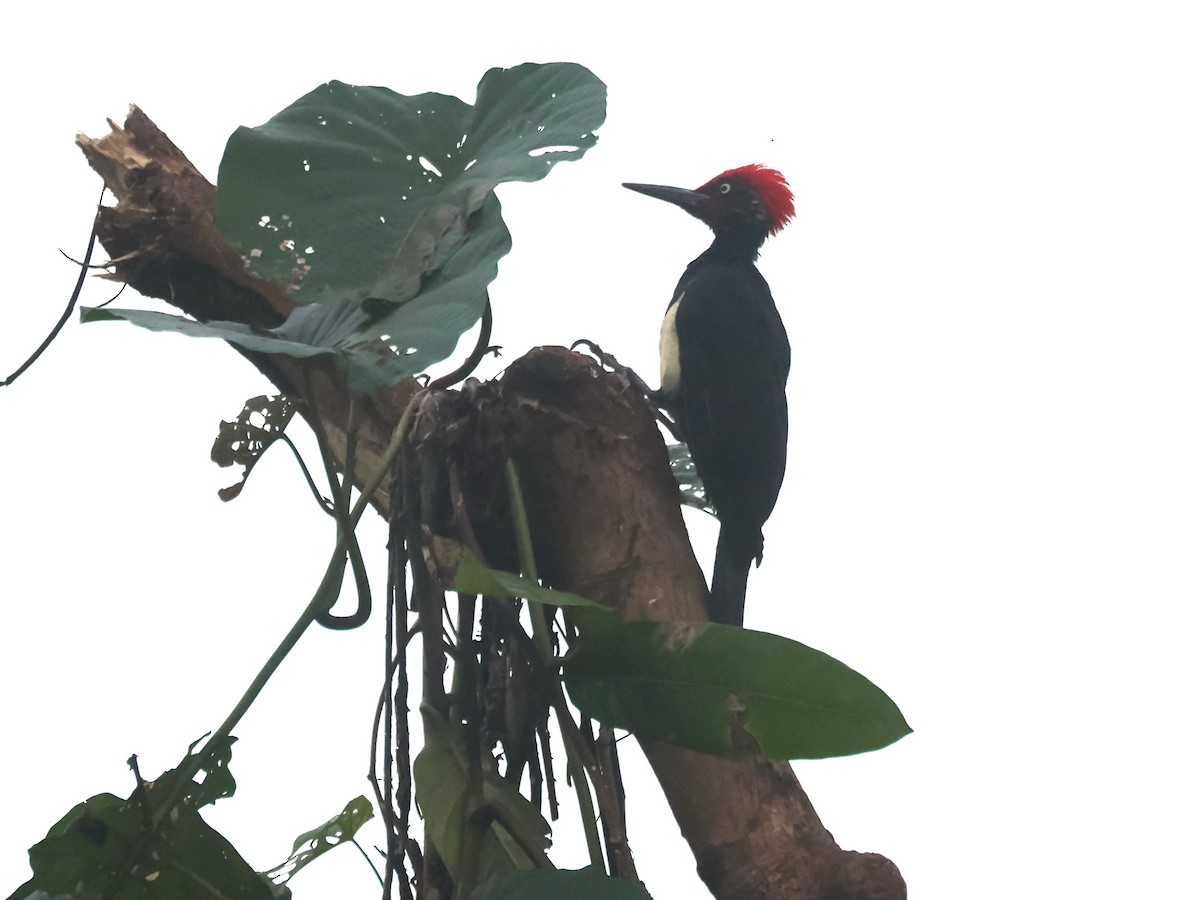 White-bellied Woodpecker - ML647499288