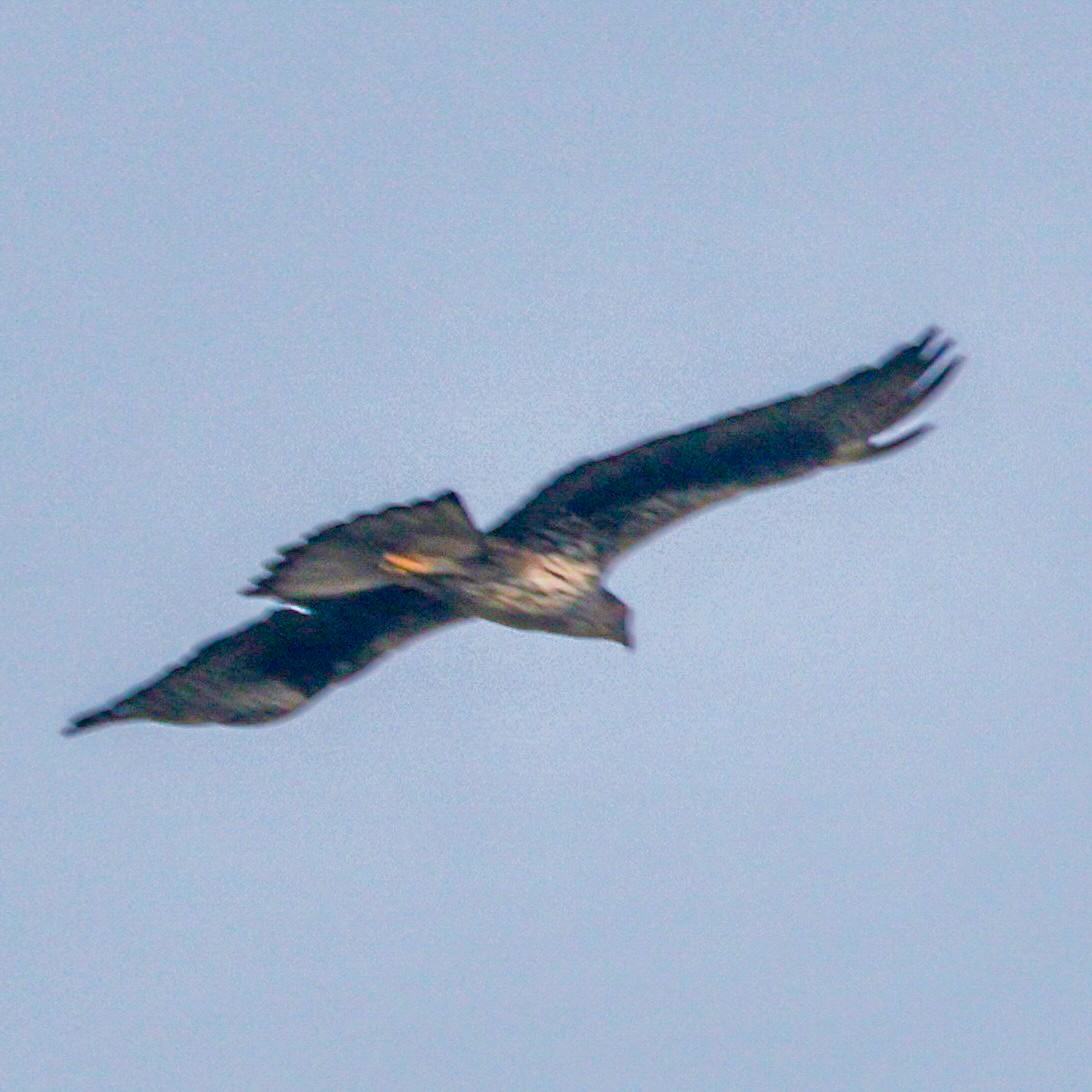 עיט ניצי - ML647499289