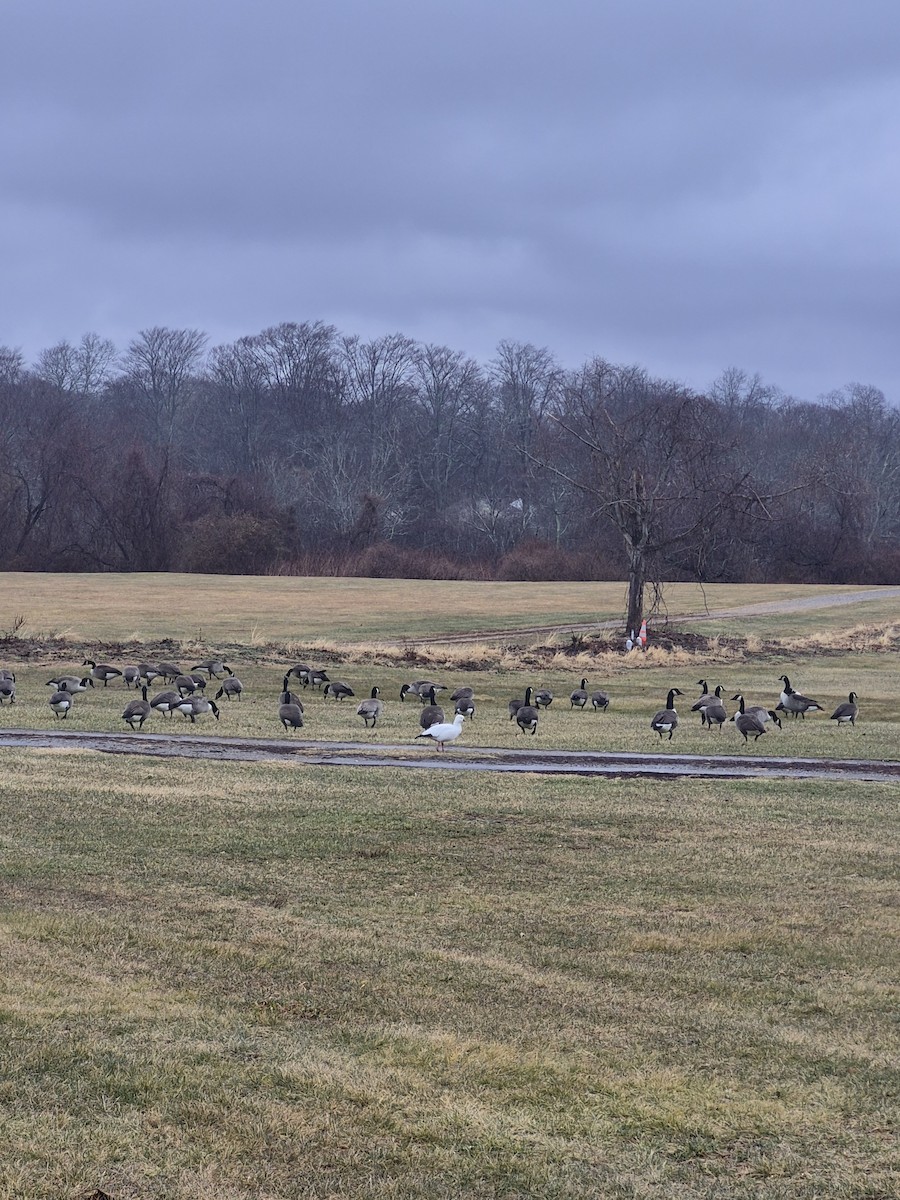 אווז קנדי - ML647499290
