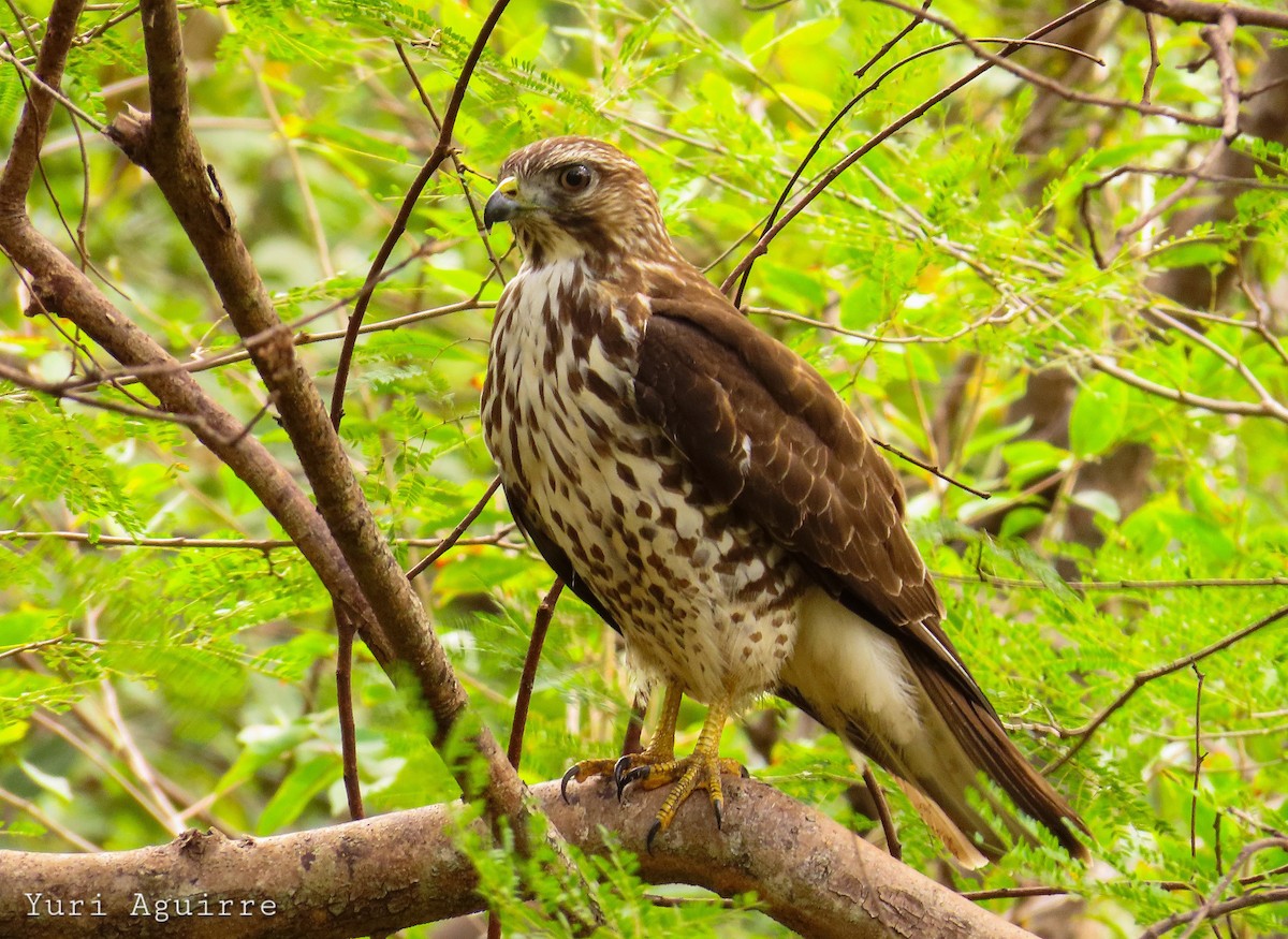 Broad-winged Hawk - ML647499292