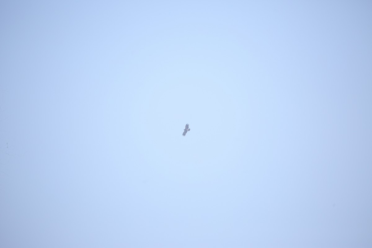 חיוויאי הנחשים - ML647499293