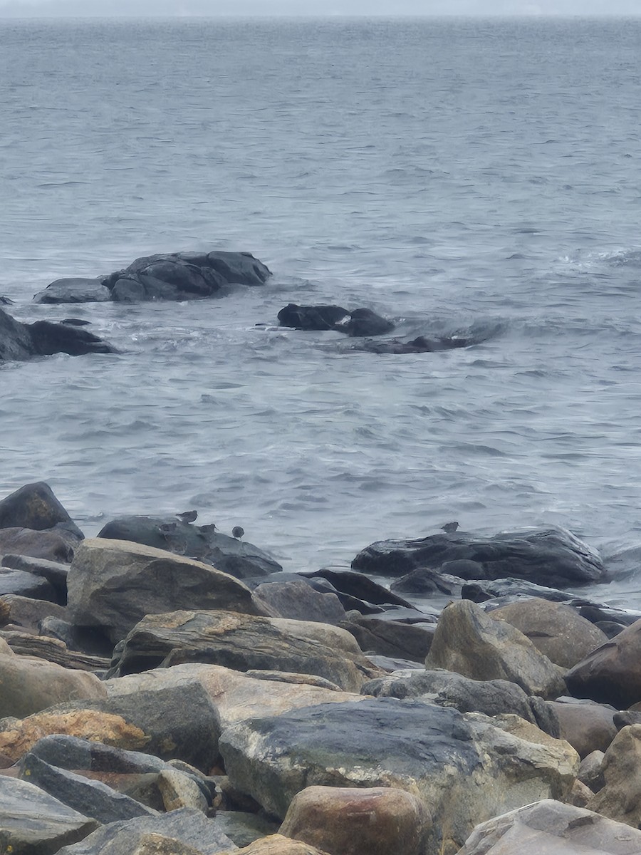 חופית ימית - ML647499294