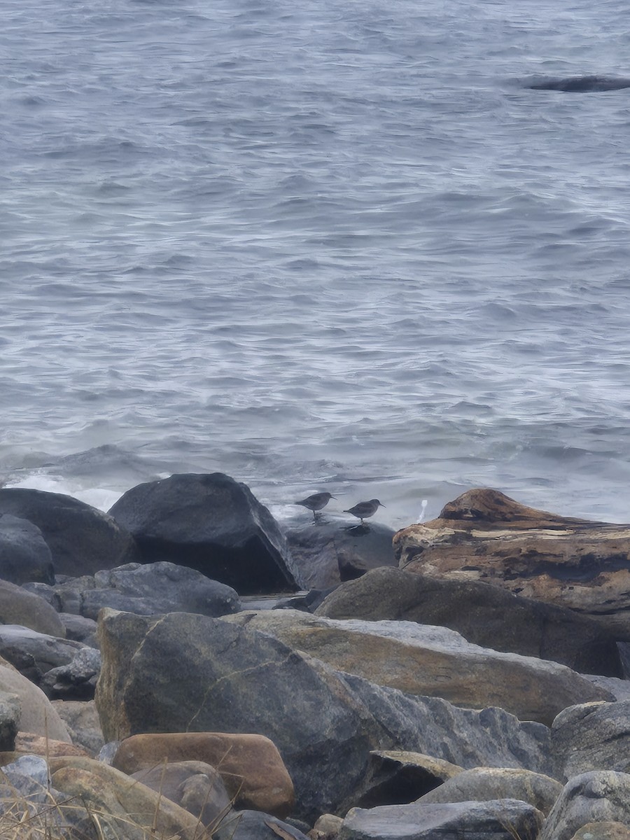 חופית ימית - ML647499295