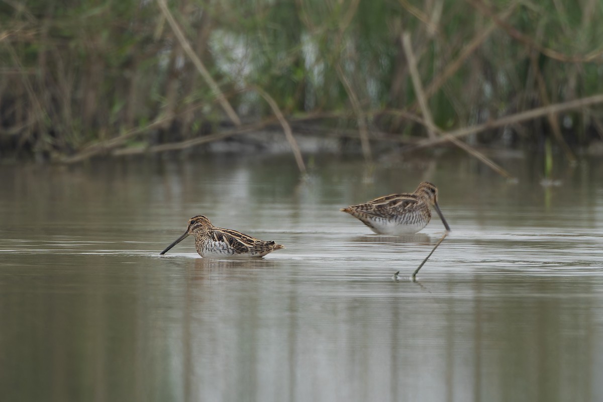 חרטומית ביצות - ML647499297
