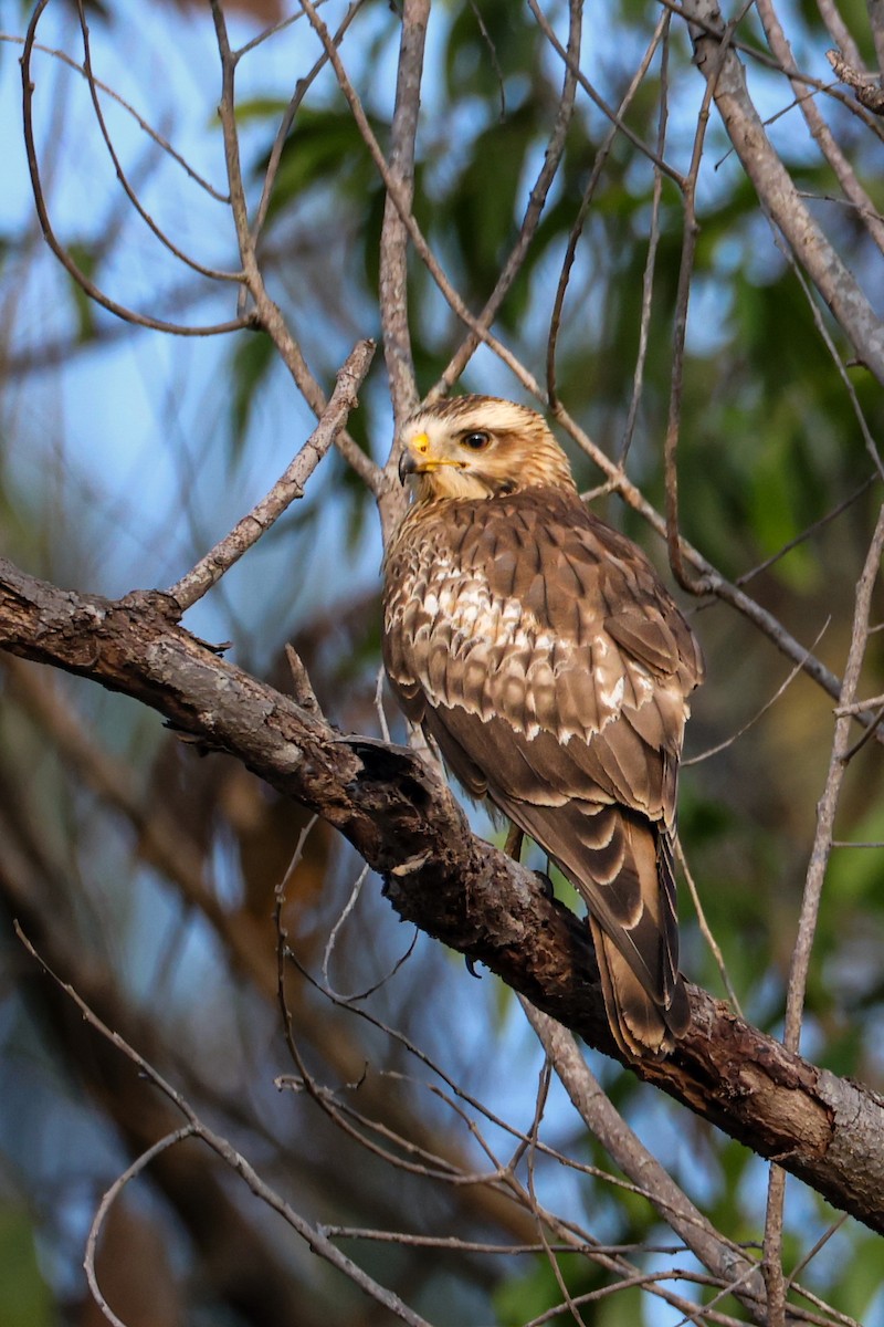 עקב לבן-עין - ML647499298