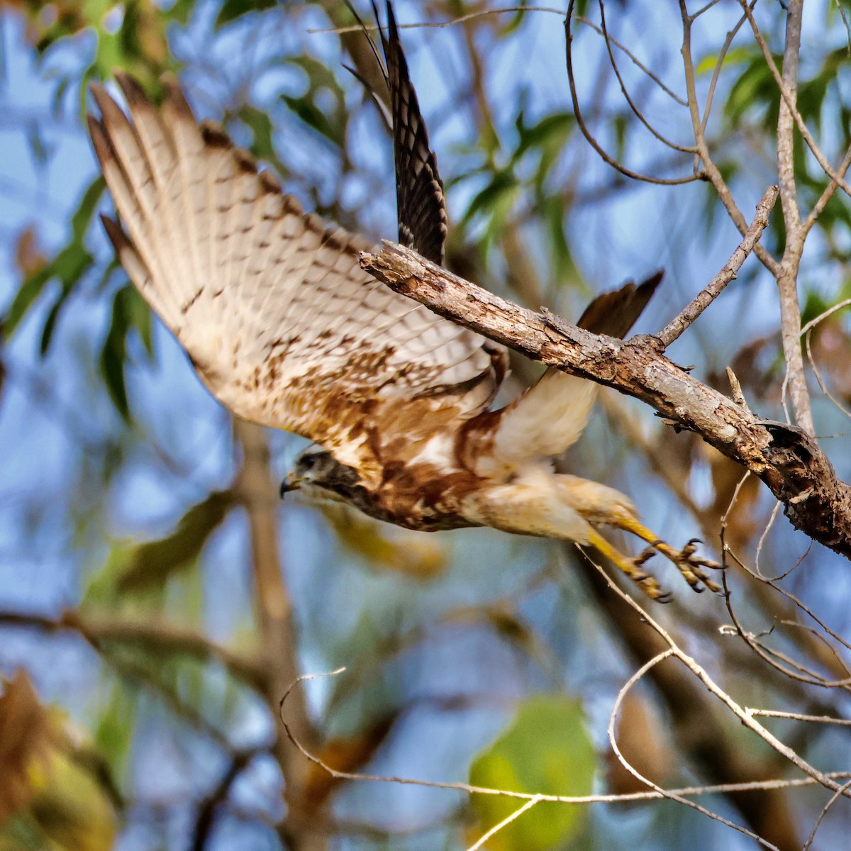 עקב לבן-עין - ML647499299
