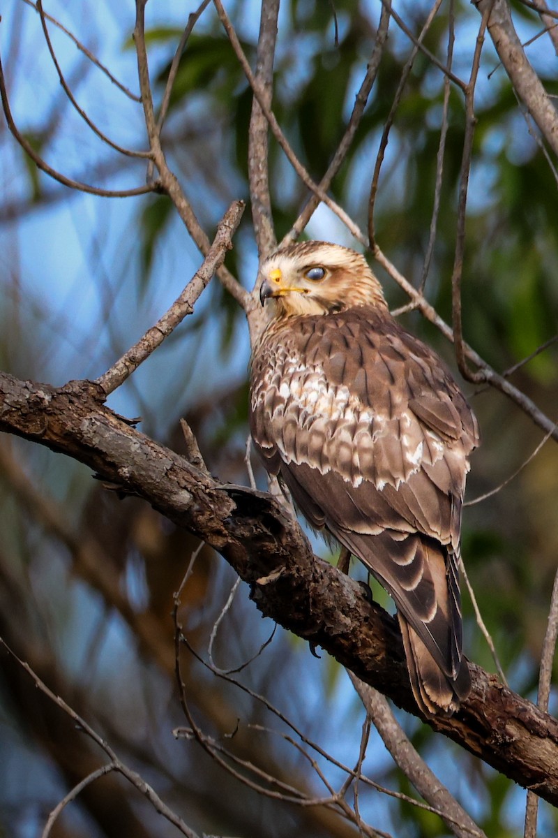 עקב לבן-עין - ML647499300