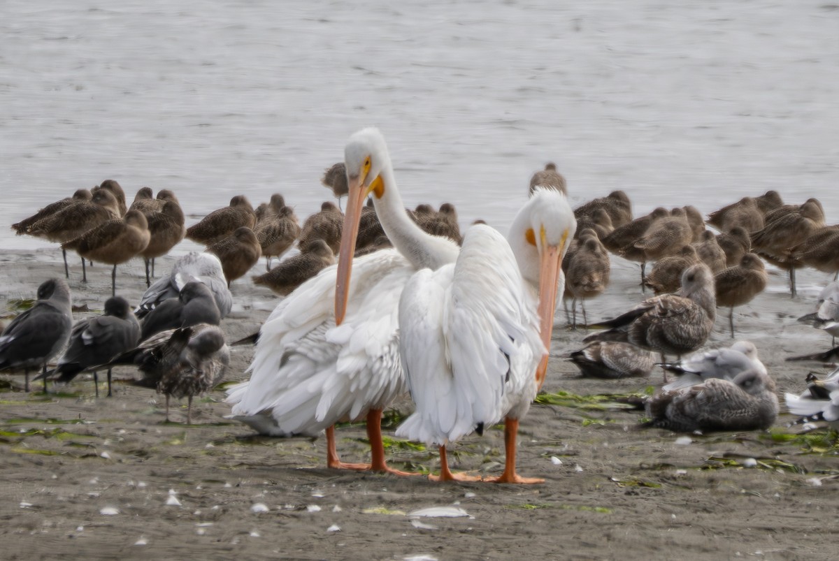 שקנאי אמריקני - ML647499302
