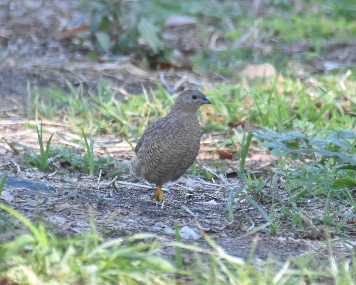 ヌマウズラ - ML647499318