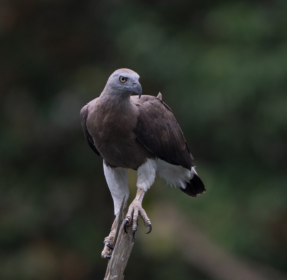 Gray-headed Fish-Eagle - ML647499333
