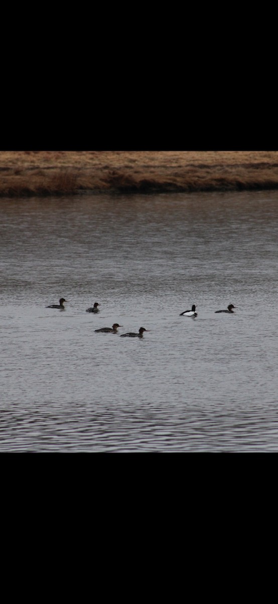 Serreta Mediana - ML647499380