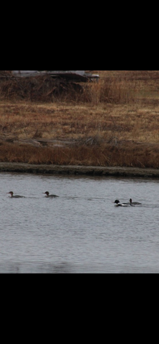 Serreta Mediana - ML647499384