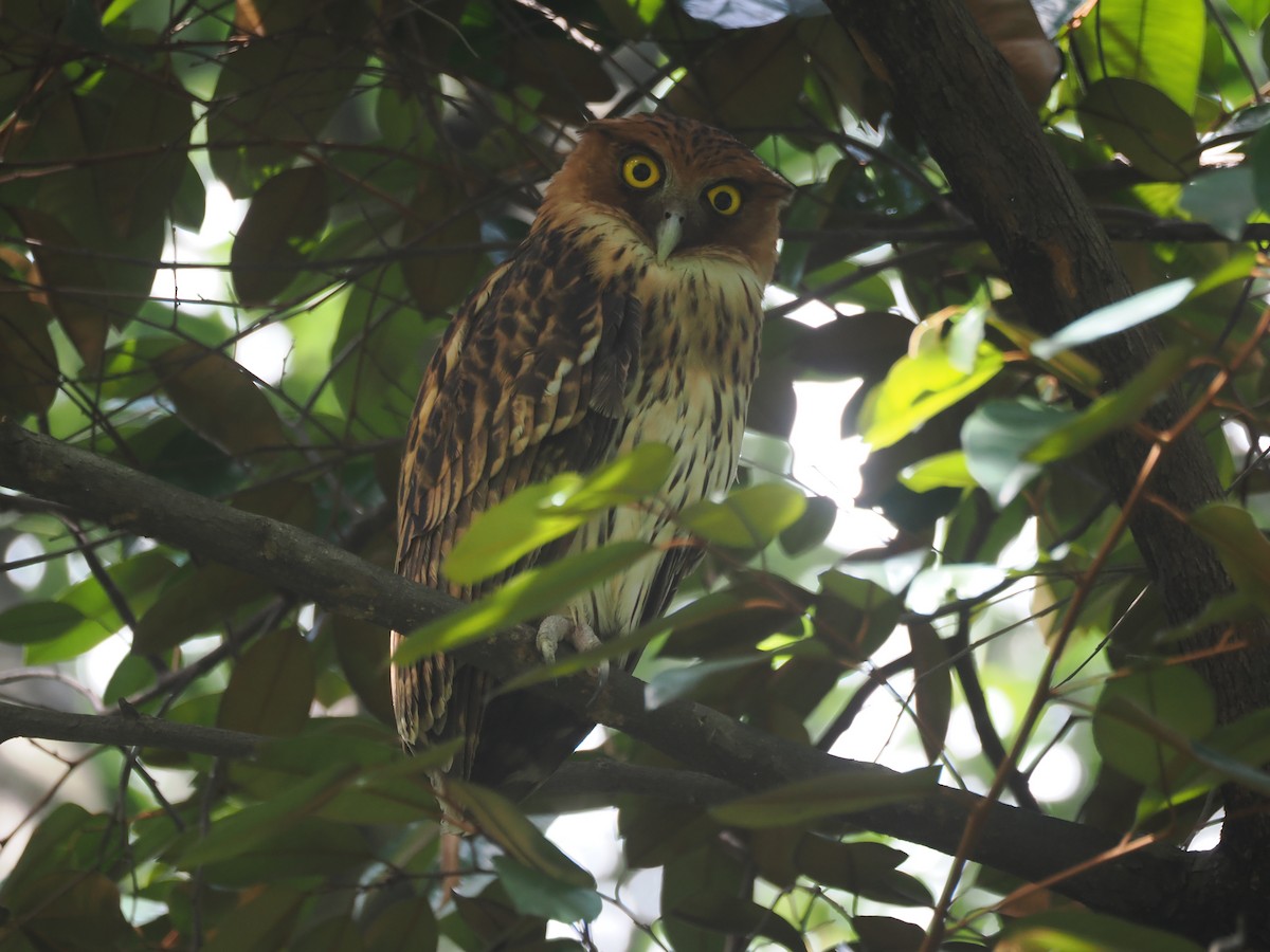 Philippine Eagle-Owl - ML647499395