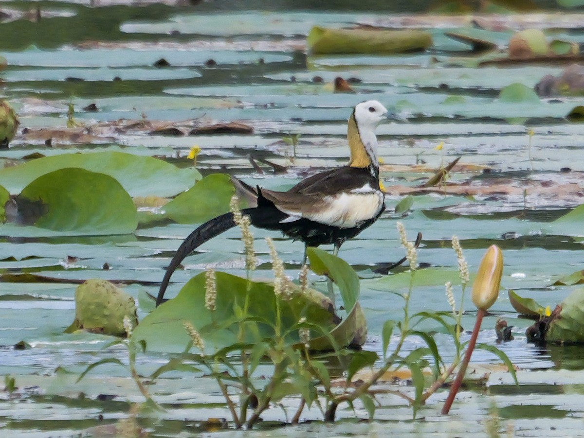 Jacana à longue queue - ML647499397
