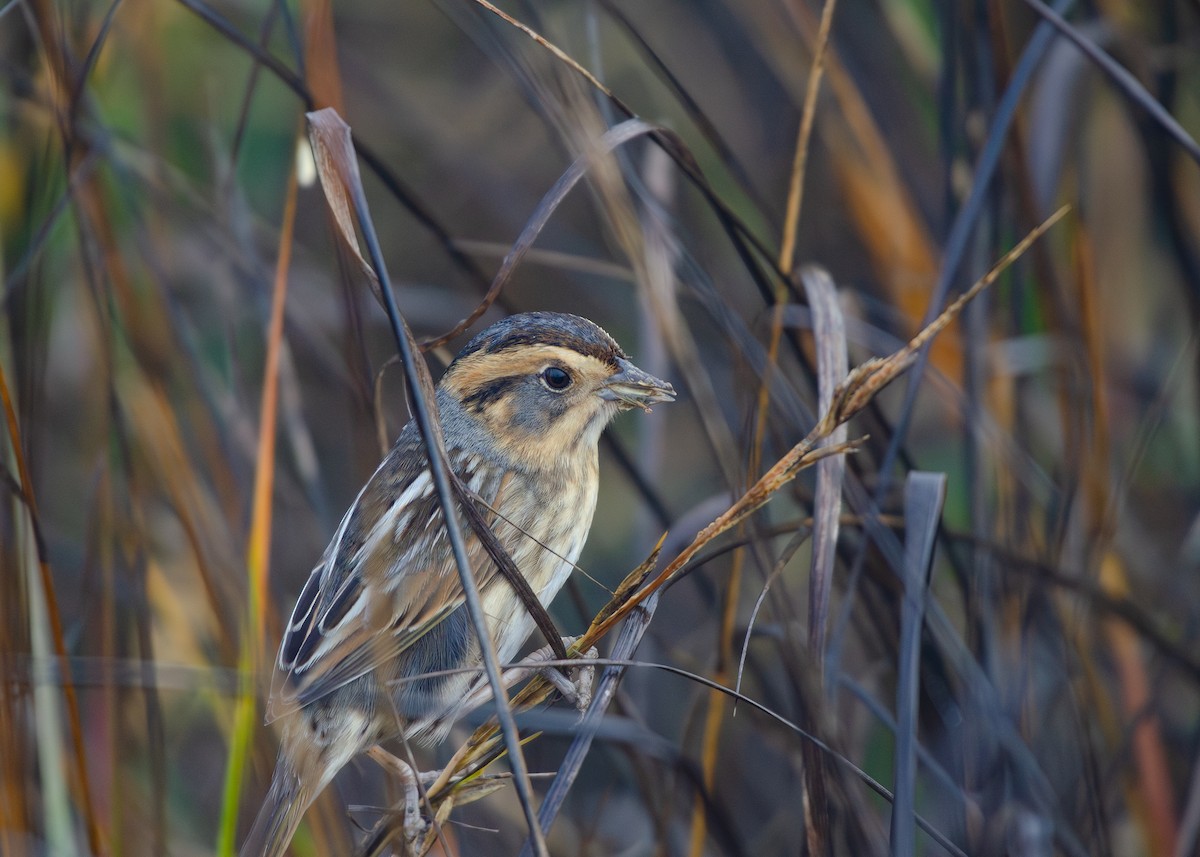 nålstjertspurv - ML647499410