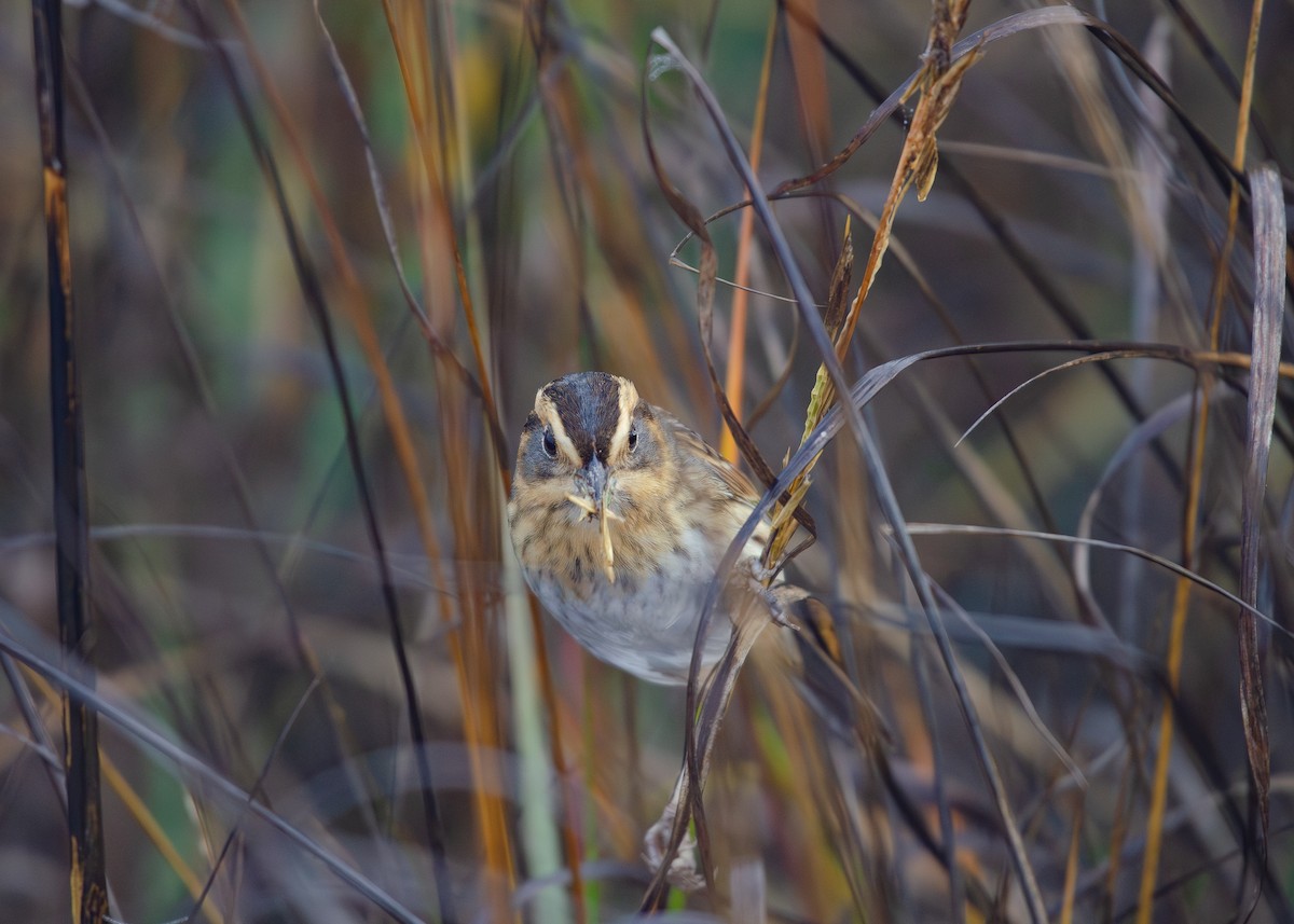 nålstjertspurv - ML647499413