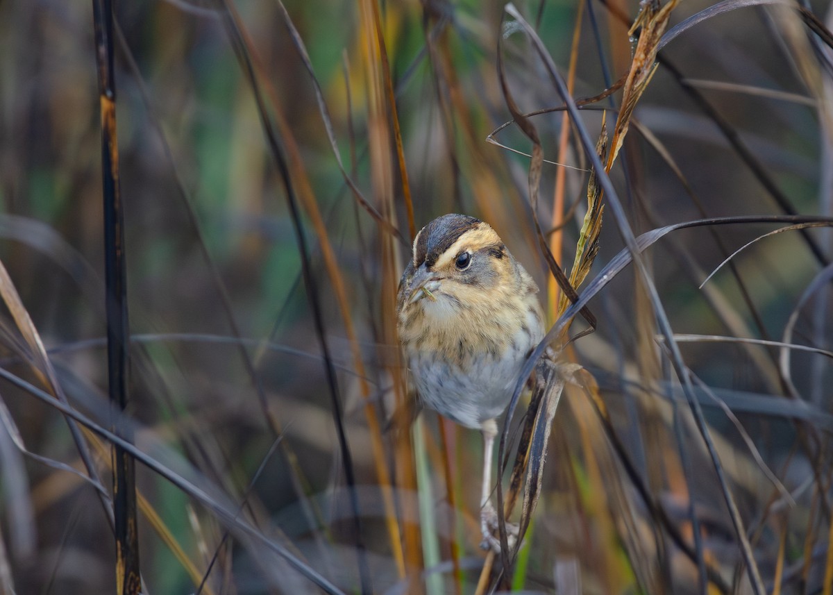nålstjertspurv - ML647499414