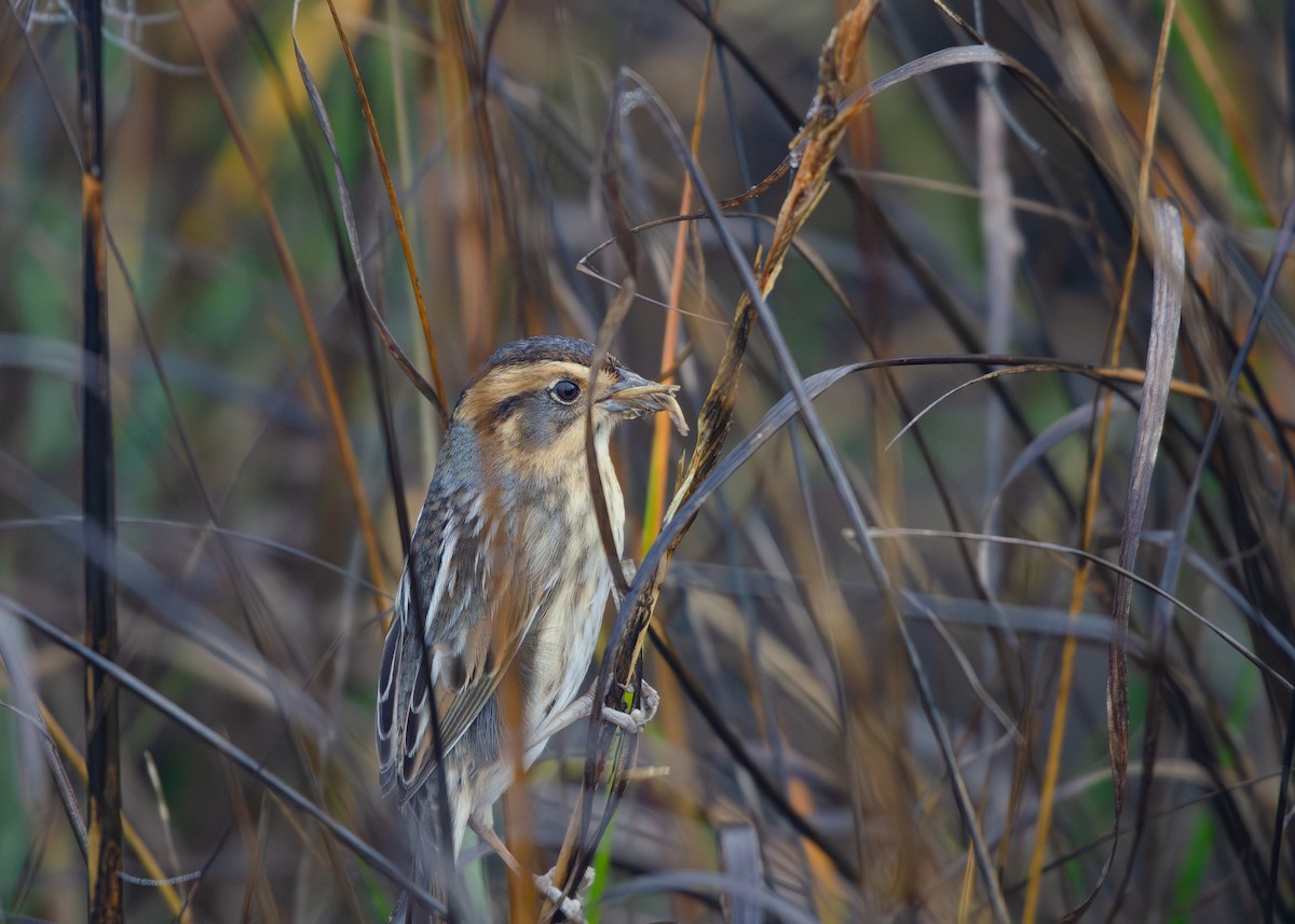 nålstjertspurv - ML647499415