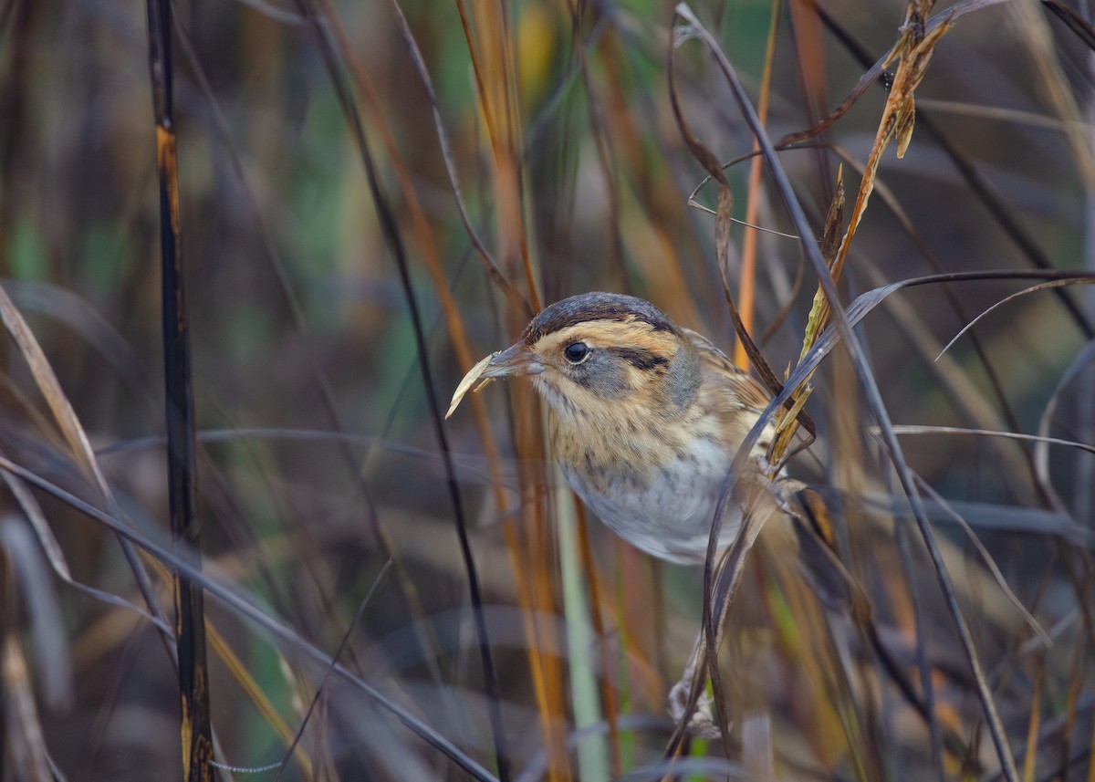 nålstjertspurv - ML647499416