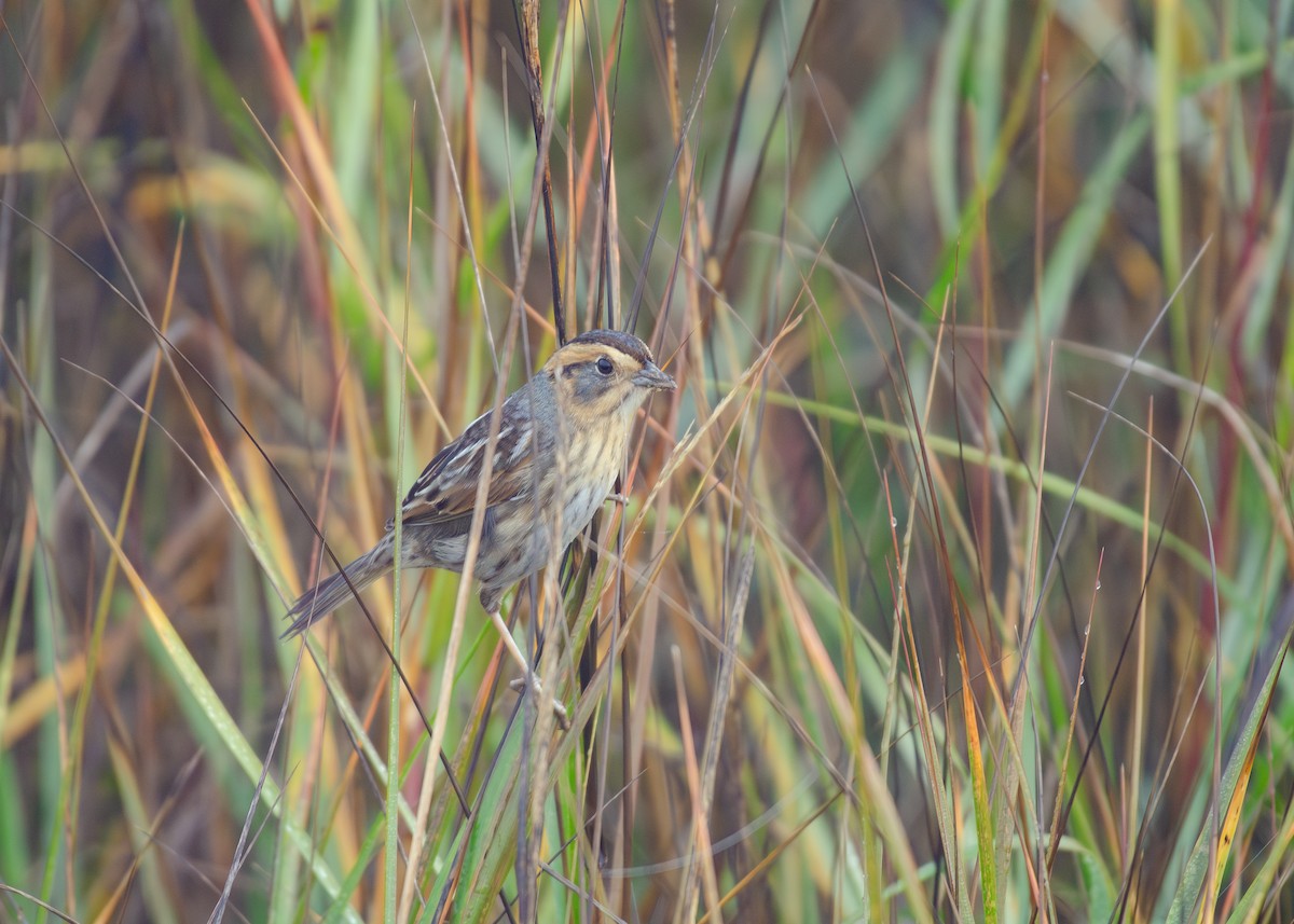 nålstjertspurv - ML647499419