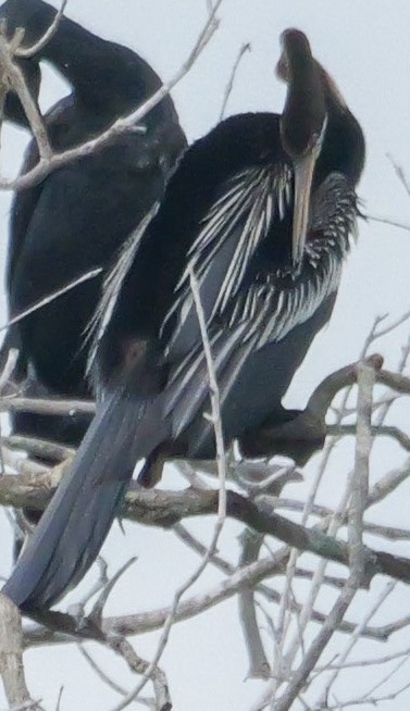 Doğu Yılanboyunu - ML647499436