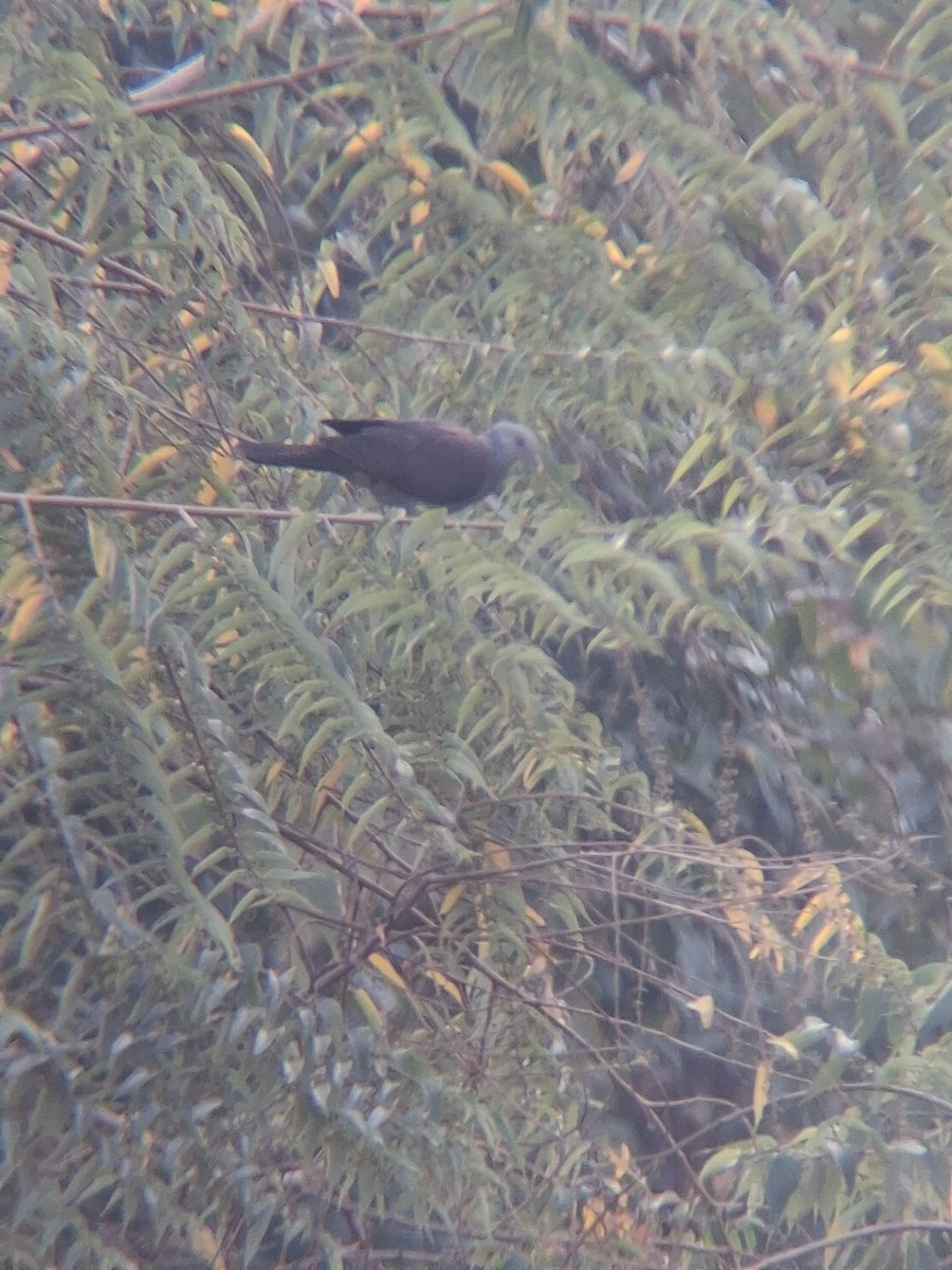 Paloma de Los Nilgiri - ML647499465