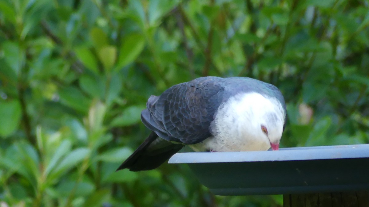 White-headed Pigeon - ML647499466