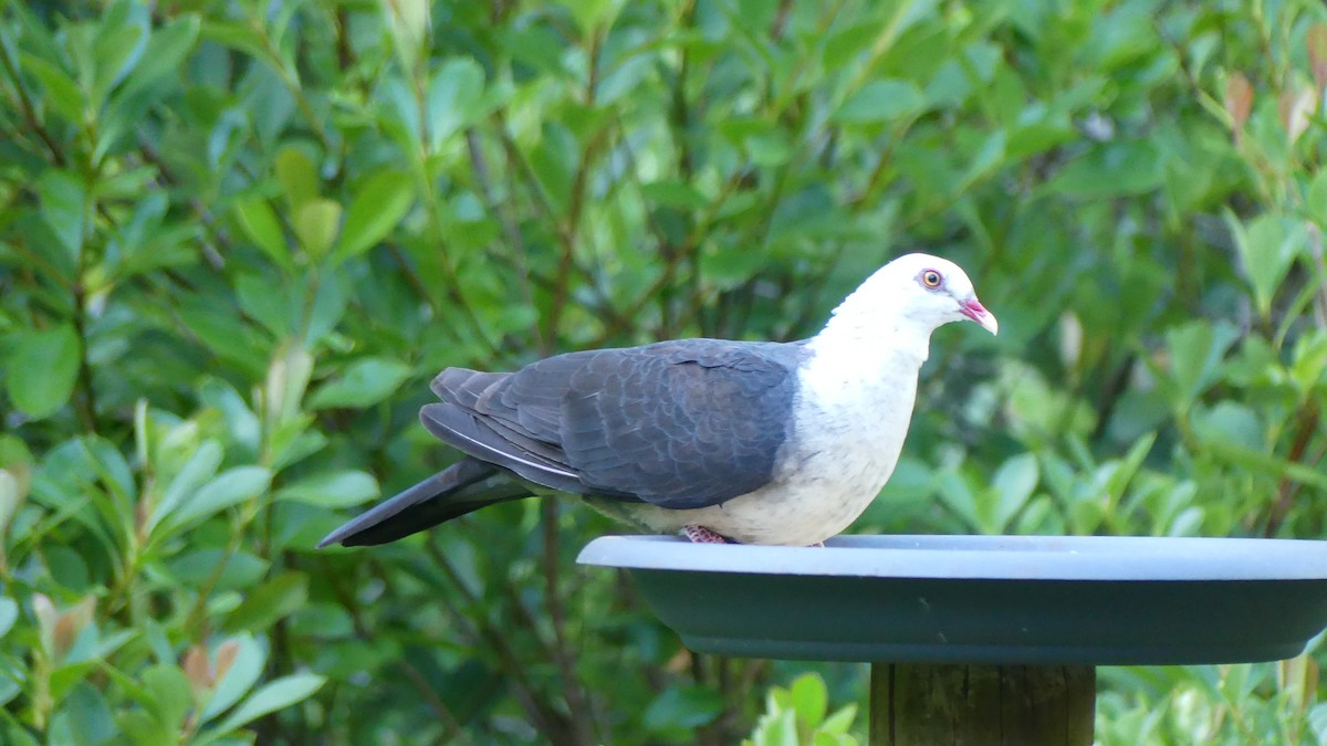 White-headed Pigeon - ML647499467