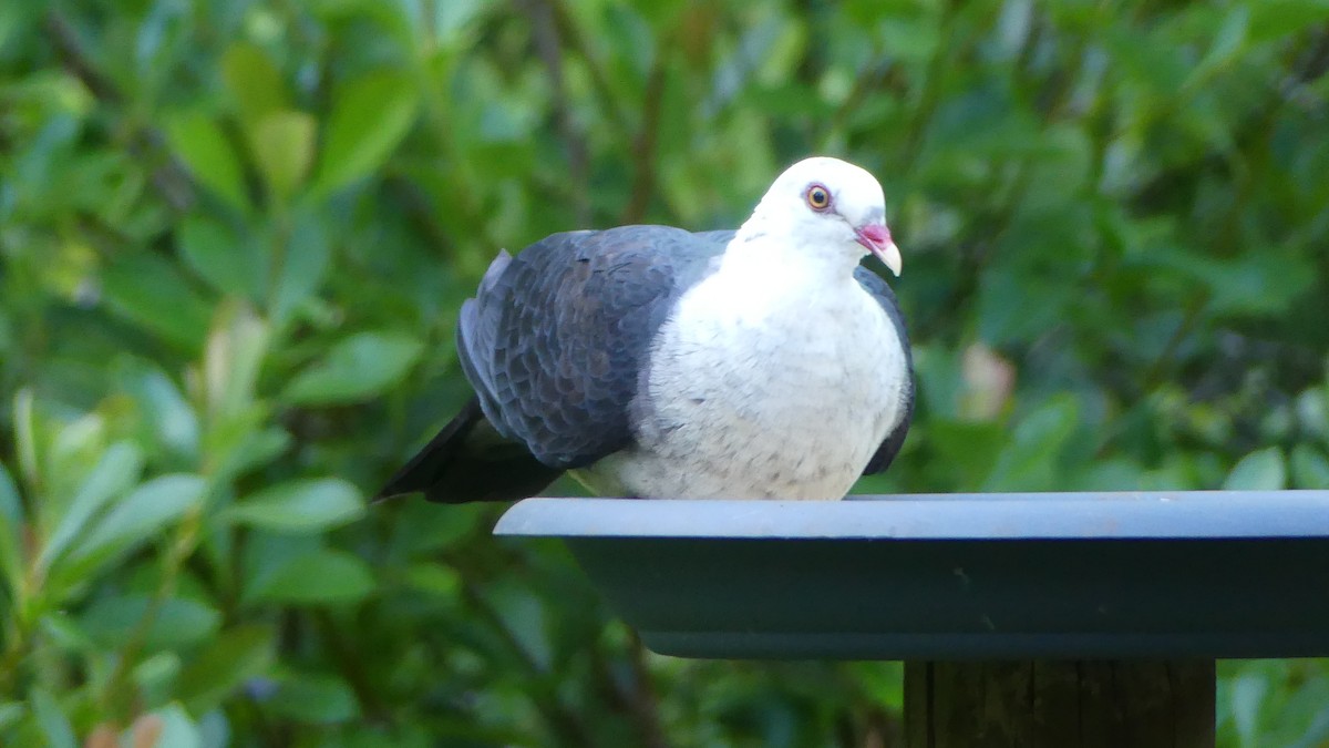 White-headed Pigeon - ML647499468