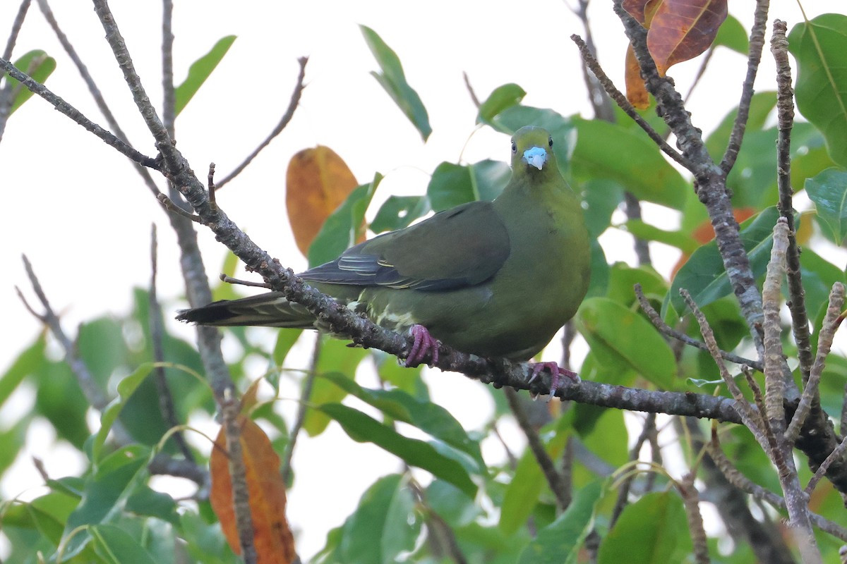 Вінаго тайванський - ML647499482