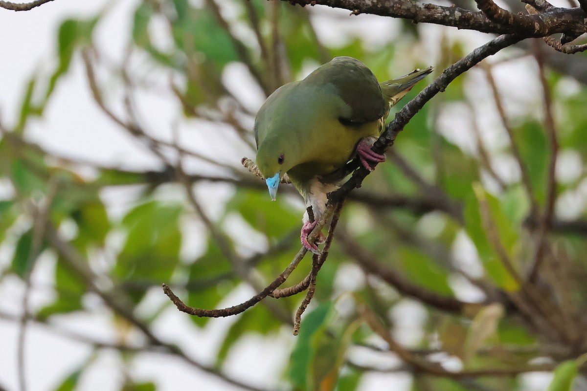 Вінаго тайванський - ML647499483