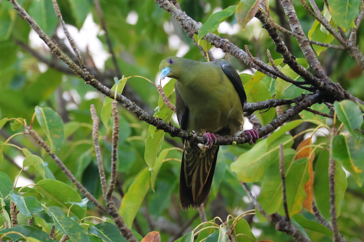 Вінаго тайванський - ML647499484