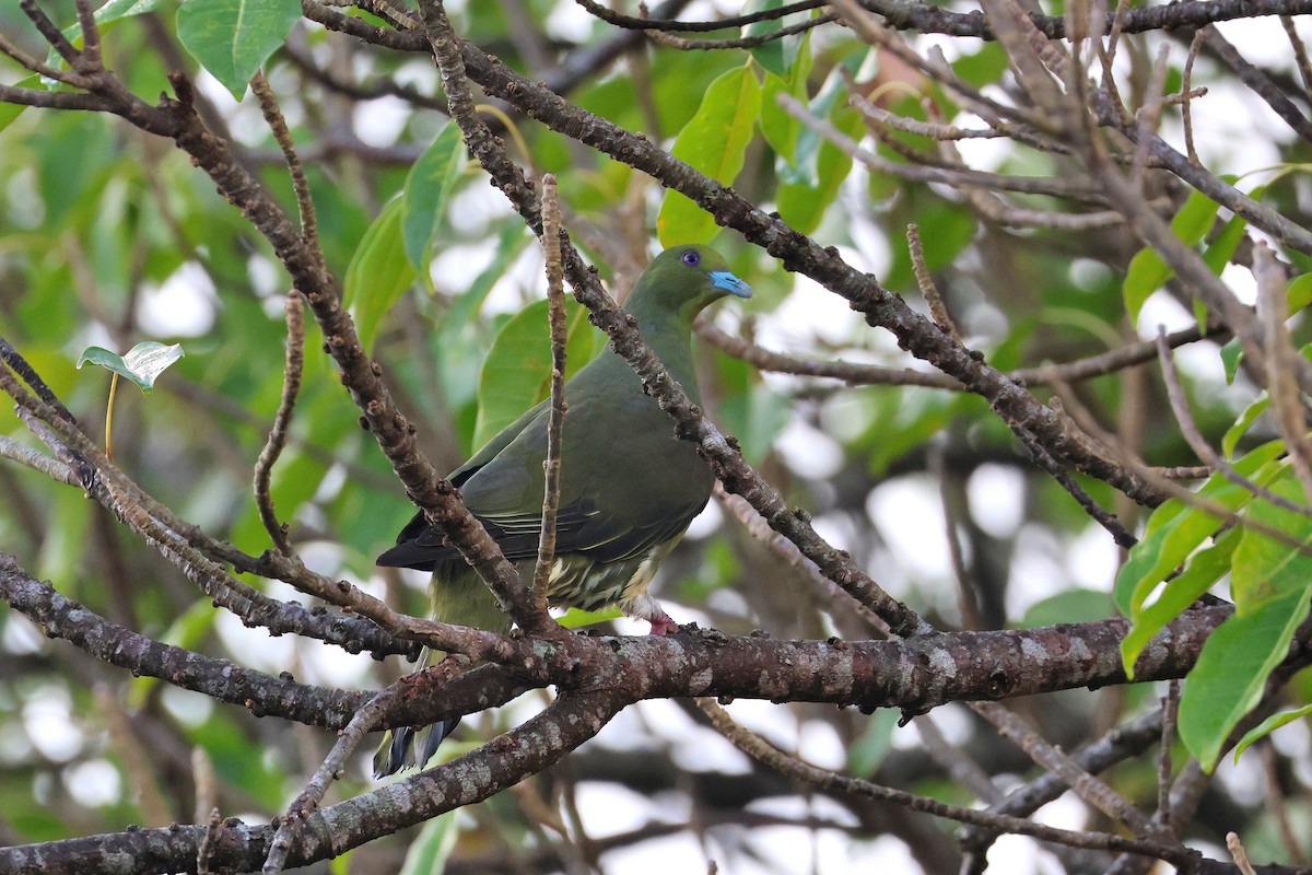 Вінаго тайванський - ML647499485