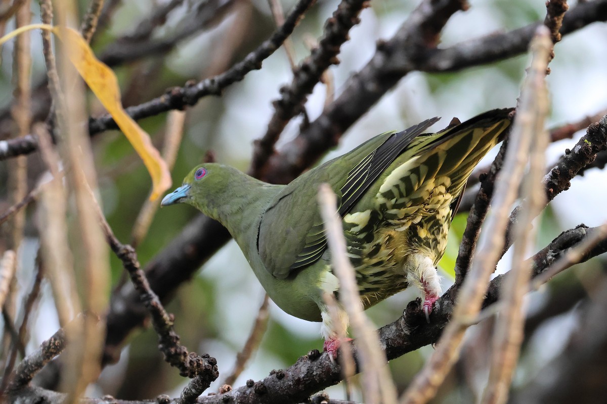 Whistling Green-Pigeon - ML647499487