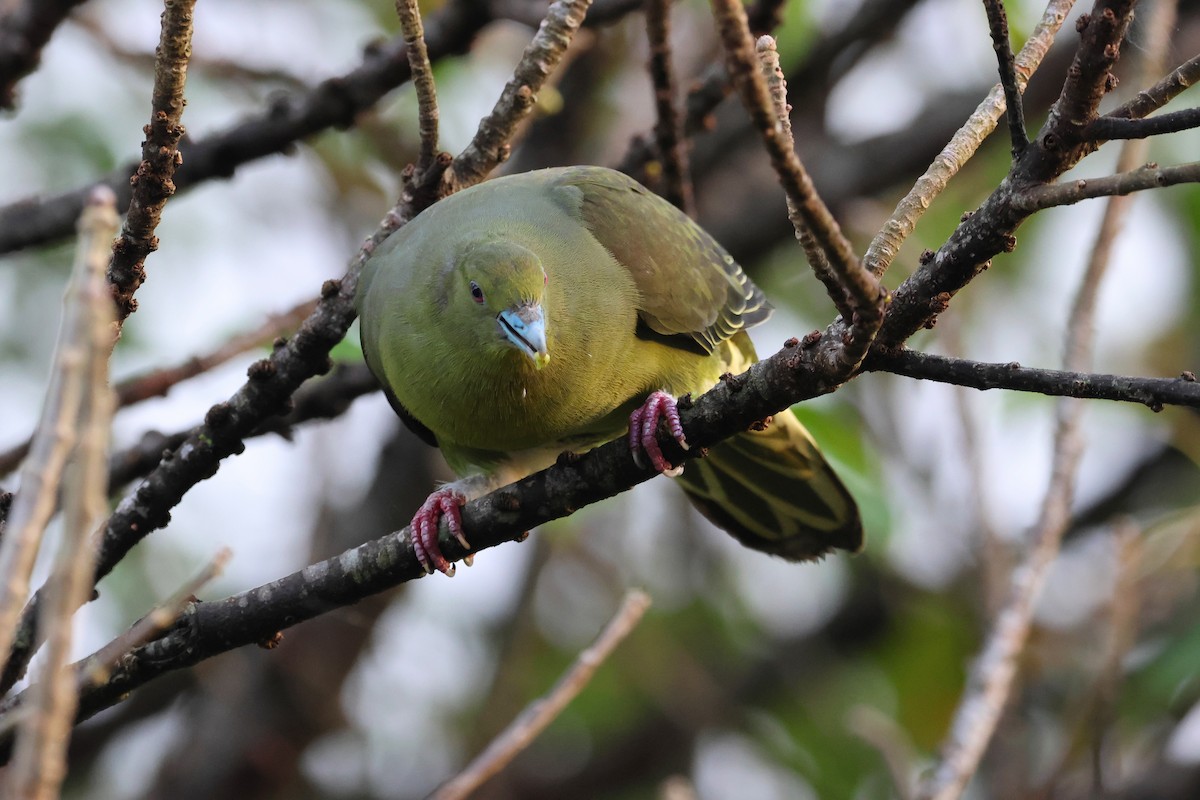 Whistling Green-Pigeon - ML647499488