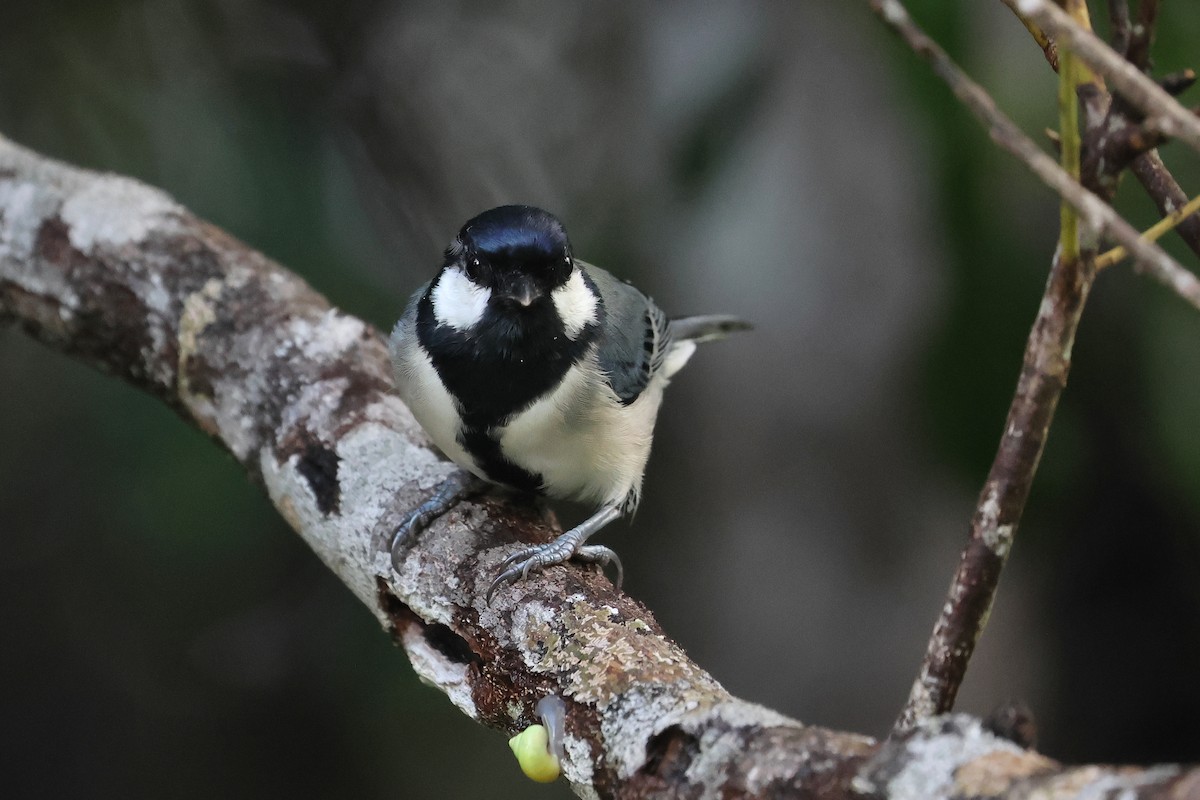 白頰山雀 - ML647499489