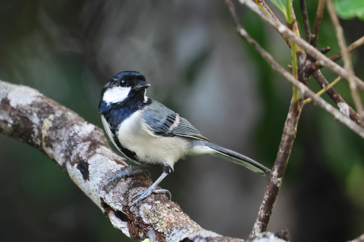 白頰山雀 - ML647499490